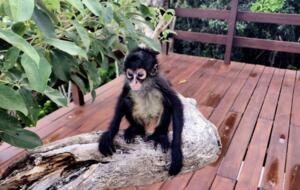 Serenity in the Jungle - Puerto Morelos, Mexico