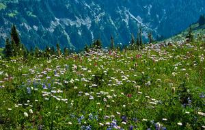 Lost Owl Lodge - Packwood, Washington