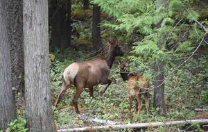 Lost Owl Lodge - Packwood, Washington