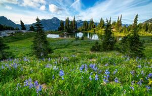 Lost Owl Lodge - Packwood, Washington