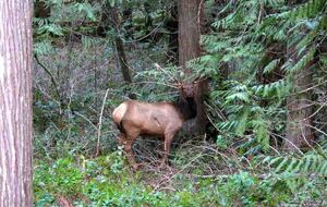 Lost Owl Lodge - Packwood, Washington