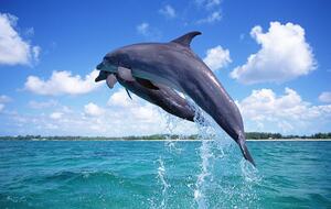 Turtle Bay 1B Island Condo with Heated Pool (Upper Unit) - Englewood, Florida