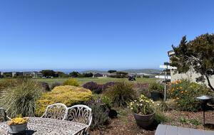 Summer blooms at backyard.