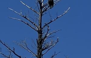 Montana Lake Cabin - Polson, Montana