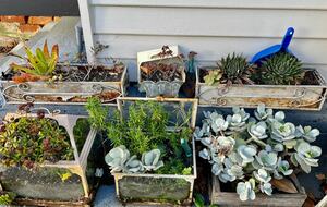 Rose Cottage in Old Hobart Town - Hobart, Australia