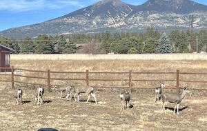 Mountain Views with frequent deer visitors