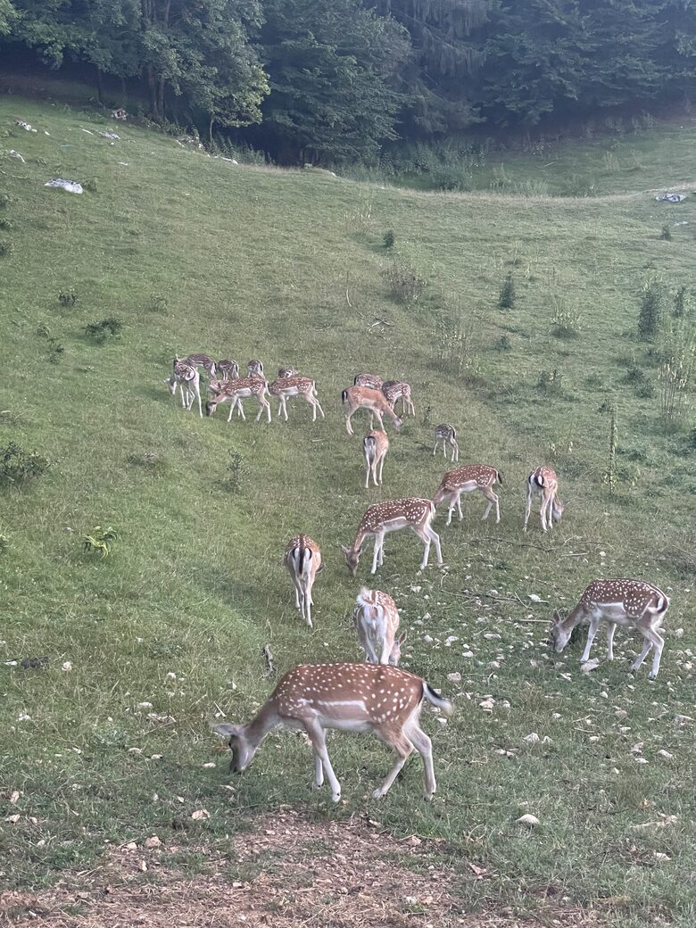 Countryside River House Paradise - Zvecaj, Croatia