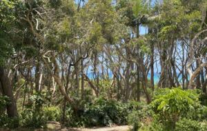 The path through to the beach