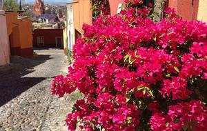 Bougainvilla in bloom at front door