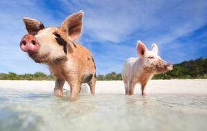 Spacious Waterfront Haven in Bahamas, Treasure Cay - Treasure cay, Bahamas