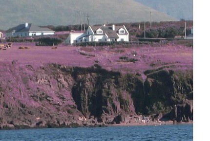 Herlihy House - Dingle County, Ireland