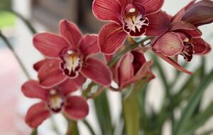 Finca Villa Rosales - Medellin, Colombia