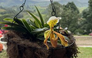 Finca Villa Rosales - Medellin, Colombia