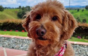 Finca Villa Rosales - Medellin, Colombia