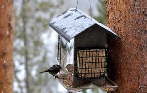 Hilltop House - Grand Lake, Colorado