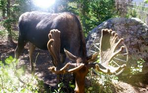 Hilltop House - Grand Lake, Colorado