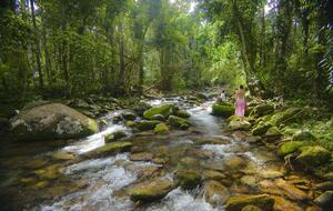 Misty Mountains Hideaway | A Rainforest Retreat - Bellenden Ker, Australia