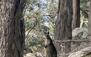 A Refined Country Escape Near Kyneton - Pipers Creek, Australia