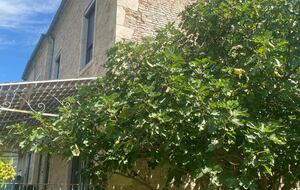 Bord de Saône - Alleriot, France