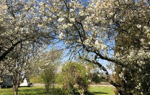 Bord de Saône - Alleriot, France