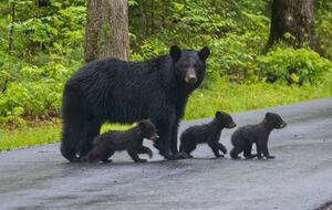 Mystic Moonlight - Sevierville, Tennessee