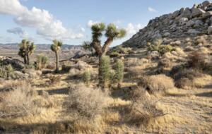 Yucca Valley Vistas - Yucca Valley, California