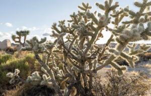 Yucca Valley Vistas - Yucca Valley, California