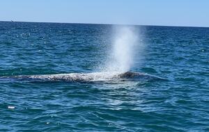 Chic Cabo Getaway | Panoramic Ocean View, Hot Tub, Top Surf Breaks - San José del Cabo, Mexico