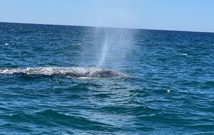 Chic Cabo Getaway | Panoramic Ocean View, Hot Tub, Top Surf Breaks - San José del Cabo, Mexico