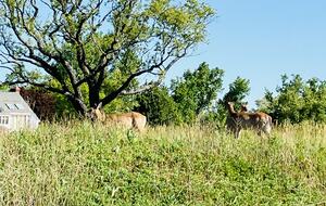 Charming Coastal Retreat | Spacious Beach House with Luxury Amenities - Fairfield, Connecticut