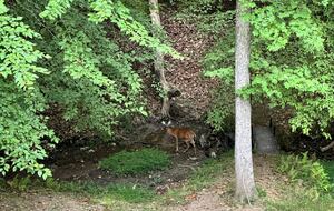 Cozy Cabin on 2 Acres nestled in Blue Ridge Mountains - Blue Ridge, Georgia