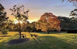 The Cottage | Berry House - Berry Park, Australia