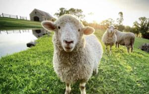 The Cottage | Berry House - Berry Park, Australia
