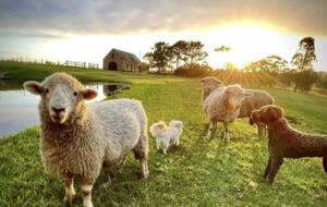 The Cottage | Berry House - Berry Park, Australia