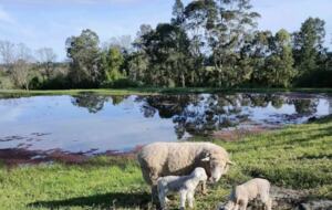 The Cottage | Berry House - Berry Park, Australia