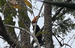 Hidden Haven: A Sanctuary in Rio’s Atlantic Forest - Petrópolis, Brazil