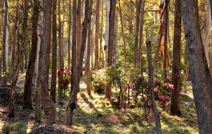 Picturesque Snowy Mountains Retreat - Yaouk, Australia
