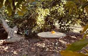 Magical spot under the avocado trees