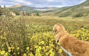 Cozy Townhouse in Crested Butte - Crested Butte, Colorado