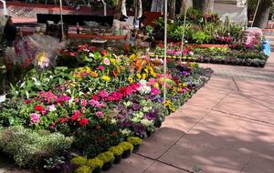 La Casa de la Alegria - The house of Joy - San Miguel de Allende, Mexico