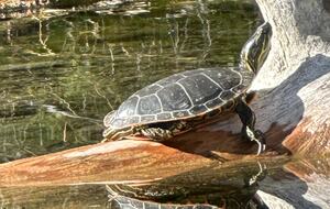 Lakeside Escape in Wine Country and Winter Wonderland - Oliver, Canada