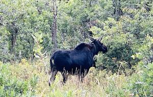 Big Bear Lodge: Spacious Escape in Tollgate Canyon near Park City - Coalville, Utah