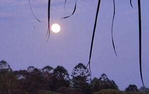 Bush Retreat - Burringbar, Australia
