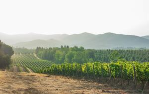 Pure Luxury: Casa Gaga Estates- Vineyard Retreat - Geyserville, California