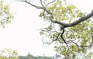 Halcyon House | Classic 1 - Cabarita Beach, Australia