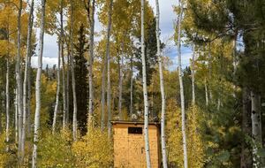 Kids mini cabin in the trees