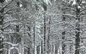 Hidden Acres Cabin - Flagstaff, Arizona