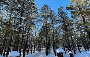 Hidden Acres Cabin - Flagstaff, Arizona
