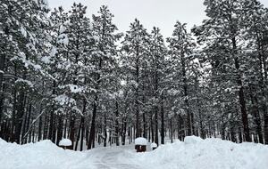 Hidden Acres Cabin - Flagstaff, Arizona
