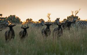Leobo Private Reserve (R) - Vaalwater, South Africa